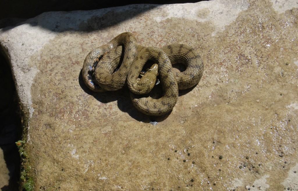 Natrice tessellata